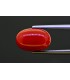 6.62 cts Natural Coral (Moonga)
