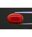 6.62 cts Natural Coral (Moonga)