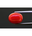7.23 cts Natural Coral (Moonga)