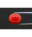 7.61 cts Natural Coral (Moonga)