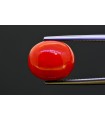 9.41 cts Natural Coral (Moonga)