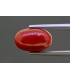 4.6 cts Natural Coral (Moonga)