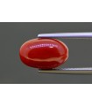 4.6 cts Natural Coral (Moonga)