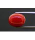 11.75 cts Natural Coral (Moonga)