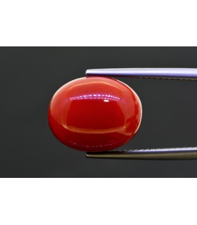 11.75 cts Natural Coral (Moonga)