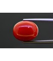 11.75 cts Natural Coral (Moonga)
