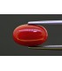 4.84 cts Natural Coral (Moonga)