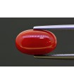 4.84 cts Natural Coral (Moonga)