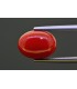 4.95 cts Natural Coral (Moonga)