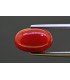 4.89 cts Natural Coral (Moonga)