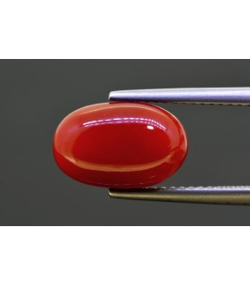 4.89 cts Natural Coral (Moonga)