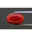 4.89 cts Natural Coral (Moonga)