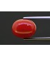 5.81 cts Natural Coral (Moonga)