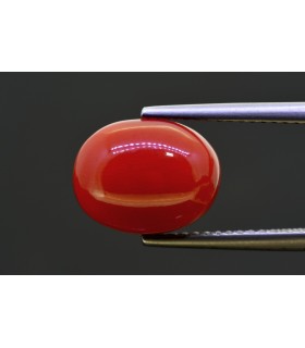 5.81 cts Natural Coral (Moonga)