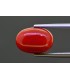 5.48 cts Natural Coral (Moonga)