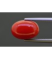 5.52 cts Natural Coral (Moonga)