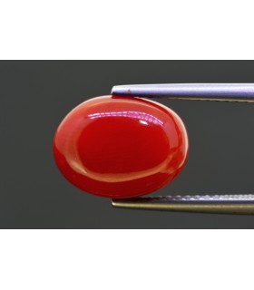 5.93 cts Natural Coral (Moonga)