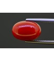 5.24 cts Natural Coral (Moonga)