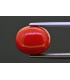 5.31 cts Natural Coral (Moonga)