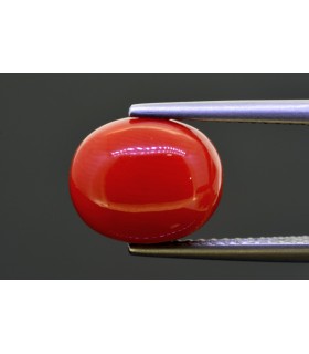 5.31 cts Natural Coral (Moonga)