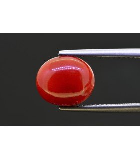 5.05 cts Natural Coral (Moonga)