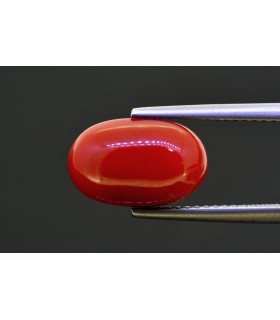 5.28 cts Natural Coral (Moonga)