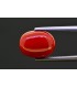 5.54 cts Natural Coral (Moonga)