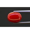 5.54 cts Natural Coral (Moonga)