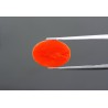 3.63 cts Natural Coral (Moonga)