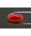 5.27 cts Natural Coral (Moonga)