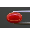 6.02 cts Natural Coral (Moonga)