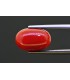 6.71 cts Natural Coral (Moonga)