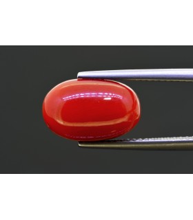 6.71 cts Natural Coral (Moonga)