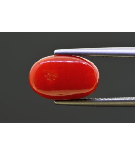 6.71 cts Natural Coral - Moonga (SKU:90158377)