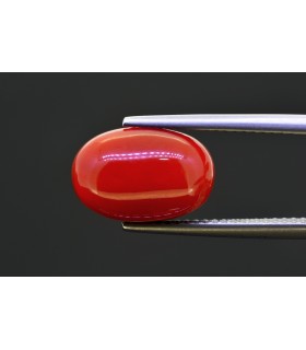 6.59 cts Natural Coral (Moonga)