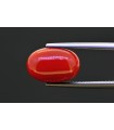 6.59 cts Natural Coral (Moonga)