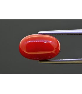 7.13 cts Natural Coral (Moonga)