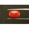 7.12 cts Natural Coral (Moonga)