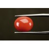 8.54 cts Natural Coral (Moonga)