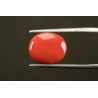 8.54 cts Natural Coral (Moonga)