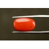 11.48 cts Natural Coral (Moonga)