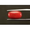 9.32 cts Natural Coral (Moonga)