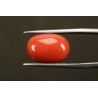 10.65 cts Natural Coral (Moonga)