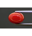 4.10 cts Natural Coral (Moonga)