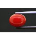 3.34 cts Natural Coral (Moonga)