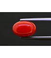 3.83 cts Natural Coral (Moonga)