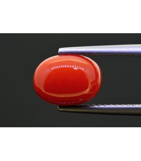 3.77 cts Natural Coral (Moonga)