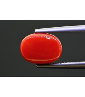 3.77 cts Natural Coral - Moonga (SKU:90159299)