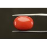 11.68 cts Natural Coral (Moonga)