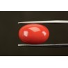 11.52 cts Natural Coral (Moonga)